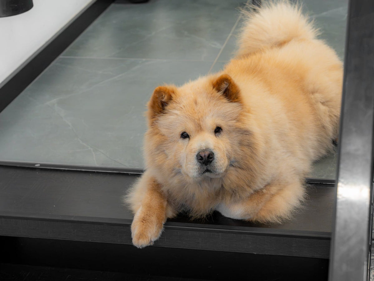 A fluffy dog lies at the top of the stairs in the office, looking into the camera.